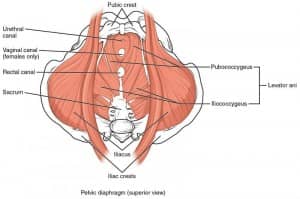 Pelvis